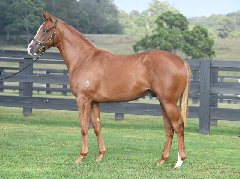 Inglis Classic Yearling Sales, Thoroughbred Horse Auctions, Australia